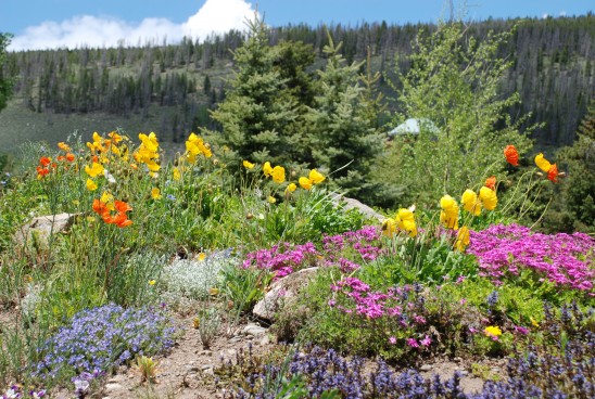 mountain flowers colorado poppy