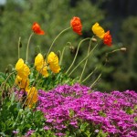 beautiful colorado flowers poppys