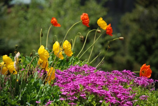 beautiful colorado flowers poppys