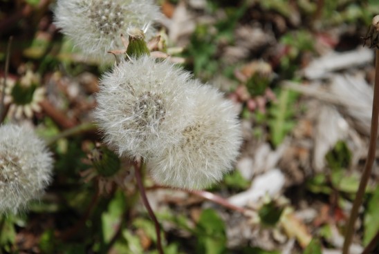 dandelion flower wishes colorado landscape