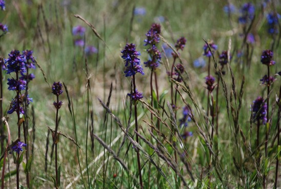 Purple Lavender flowers landscape colorado