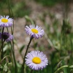 pink daisy flowers landscape