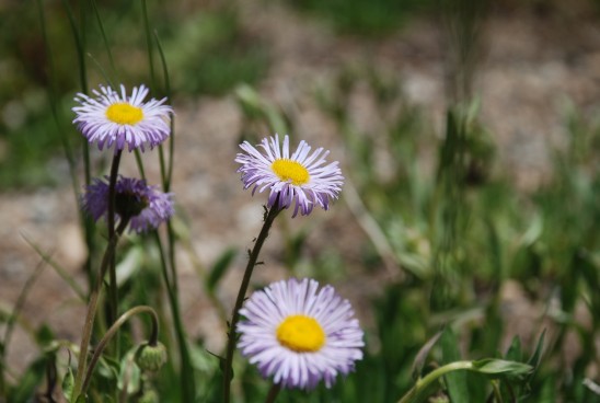 pink daisy flowers landscape